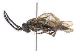   Sterictiphora maura  male lateral habitus; photo by J. Orr, WSDA 
