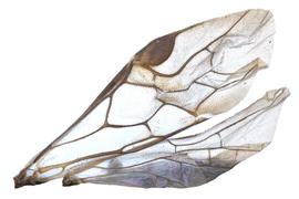   Sterictiphora maura  wing; photo by J. Orr, WSDA 
