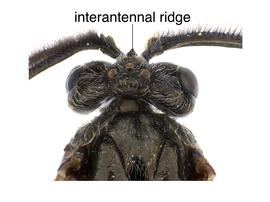   Sterictiphora maura  male head; photo by J. Orr, WSDA 
