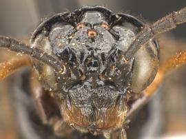   Stethomostus fuliginosus nbsp;female face; photo by Q. Baine, WSDA 
