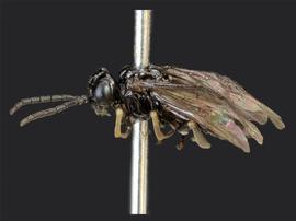   Stethomostus fuliginosus nbsp;male lateral habitus; photo by J. Orr, WSDA 
