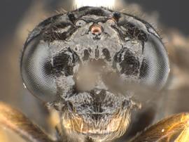   Stethomostus fuliginosus nbsp;male face; photo by Q. Baine, WSDA 
