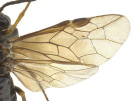   Stethomostus fuliginosus  wings; photo by J. Orr, WSDA 
