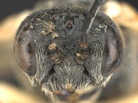   Strongylogaster distans nbsp;female face; photo by Q. Baine, WSDA 
