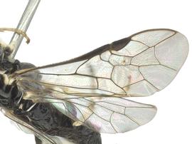   Stromboceridea nigricans  wings; photo by J. Orr, WSDA 
