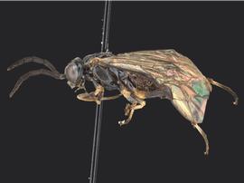   Stromboceridea nigricans nbsp;female lateral habitus; photo by Q. Baine, WSDA 
