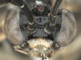   Stromboceridea nigricans nbsp;male face; photo by Q. Baine, WSDA 
