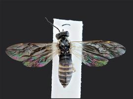   Strongylogaster distans nbsp;female dorsal habitus; photo by J. Orr, WSDA 
