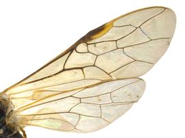   Strongylogaster distansnbsp; wings; photo by P. Jones, WSDA 

