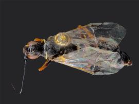   Syntexis libocedriinbsp; male dorsal habitus; photo by J. Orr, WSDA 
