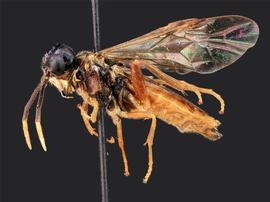   Taxonus terminalisnbsp; female lateral habitus; photo by J. Orr, WSDA 
