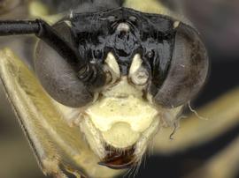   Tenthredo  sp. male face; photo by Q. Baine, WSDA 
