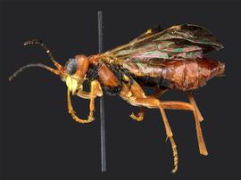   Tenthredo xanthanbsp; female lateral habitus; photo by J. Orr, WSDA 
