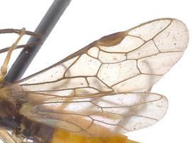   Thrinax dubitata  wings; photo by J. Orr, WSDA 
