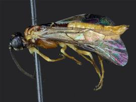   Thrinax dubitatanbsp; female lateral habitus; photo by J. Orr, WSDA 
