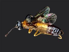   Thrinax dubitatanbsp; male dorsal habitus; photo by J. Orr, WSDA 
