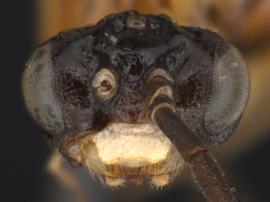   Thrinax dubitatanbsp; male face; photo by Q. Baine, WSDA 
