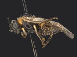   Tomostethus multicinctusnbsp; female lateral habitus; photo by Q. Baine, WSDA 
