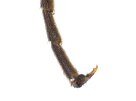   Trachelus tabidus  tarsal claw; photo by J. Orr, WSDA 

