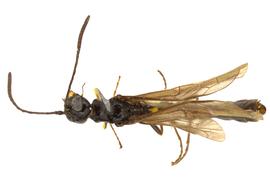   Trachelus tabidus  male dorsal habitus; photo by J. Orr, WSDA 

