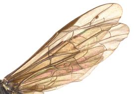   Trachelus tabidus  wing; photo by J. Orr, WSDA 
