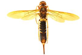   Tremex columba  female dorsal habitus; photo by J. Orr, WSDA 
