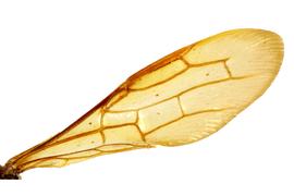   Tremex columba  fore wing; photo by J. Orr, WSDA 
