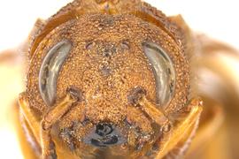   Tremex columba  female face; photo by Q. Baine, WSDA 
