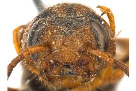   Tremex columba  male face; photo by J. Orr, WSDA 
