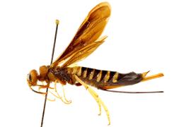   Tremex columba  female lateral habitus; photo by J. Orr, WSDA 
