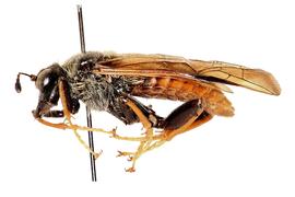   Trichiosoma triangulum nbsp;male lateral habitus; photo by J. Orr, WSDA 
