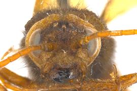   Urocerus californicus  male face; photo by Q. Baine, WSDA 
