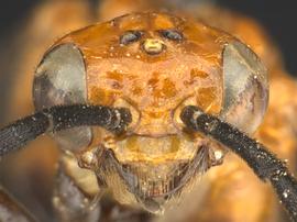   Waldheimia bedeae  nbsp; female face; photo by Q. Baine, WSDA 
