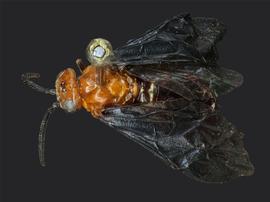   Waldheimia bedeae  nbsp; female dorsal habitus; photo by J.nbsp;Orr, WSDA 
