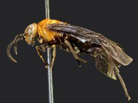   Waldheimia bedeae  nbsp; female lateral habitus; photo by J. Orr, WSDA 
