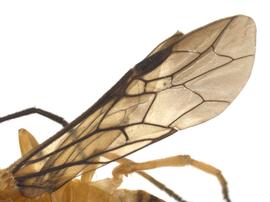   Waldheimia  sp. nbsp; fore wing; photo by Q. Baine, WSDA 
