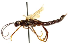   Xeris nbsp;sp. male lateral habitus; photo by J. Orr, WSDA 
