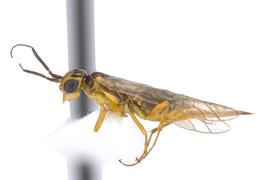   Xyela  sp. female lateral habitus; photo by J. Orr, WSDA 
