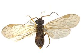   Xyela bakeri  male dorsal habitus; photo by J. Orr, WSDA 
