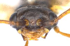   Xyela bakeri  male face; photo by J. Orr, WSDA 
