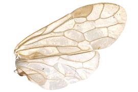   Xyela bakeri  wing; photo by J. Orr, WSDA 
