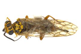   Xyela  sp. female dorsal habitus; photo by Q. Baine, WSDA 
