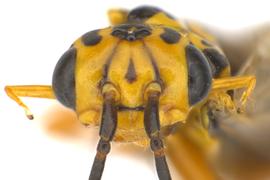   Xyela  sp. female face; photo by Q. Baine, WSDA 
