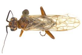   Xyelecia nearctica  female dorsal habitus; photo by J. Orr, WSDA 
