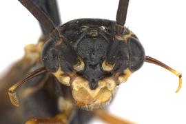   Xyelecia nearctica  male face; photo by J. Orr, WSDA 
