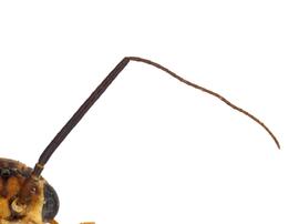   Xyelecia nearctica  antenna; photo by J. Orr, WSDA 
