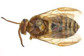   Zadiprion rohweri  female dorsal habitus; photo by Q. Baine, WSDA 
