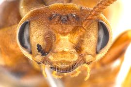   Zadiprion rohweri  female face; photo by Q. Baine, WSDA 
