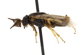   Zadiprion rohweri  male lateral habitus; photo by Q. Baine, WSDA 
