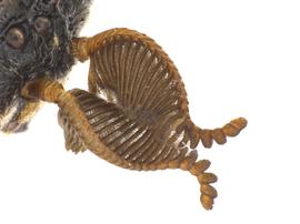   Zadiprion rohweri  male antennae; photo by Q. Baine, WSDA 
